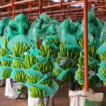 Ecuador es el principal exportador de plátanos en el mundo.