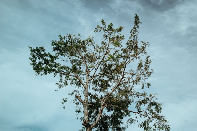 Thái Trường Giang / pexels